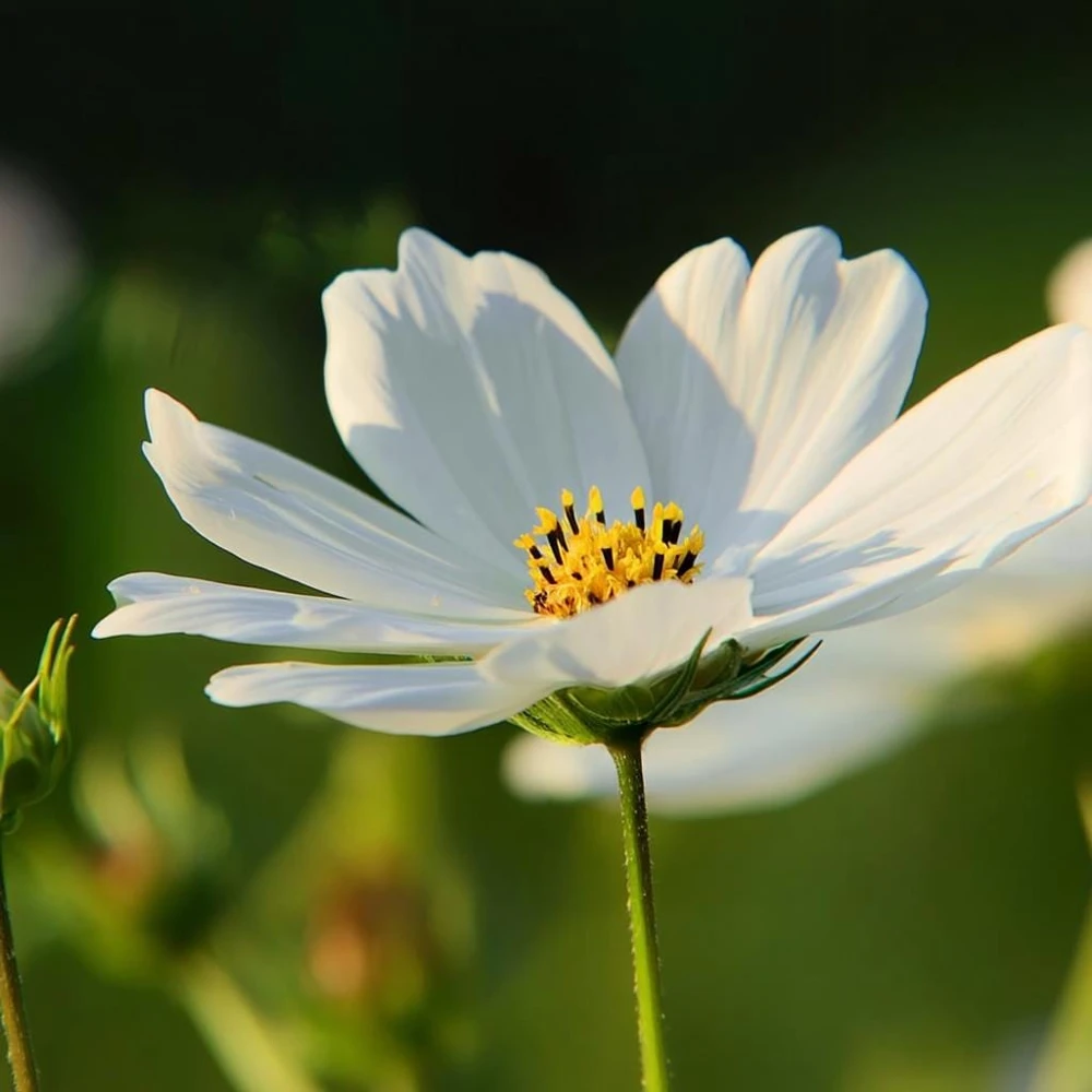 Purity Cosmos Seeds - 50 Seed Pack, Elegant White Blooms, Cut Flower - Image 4