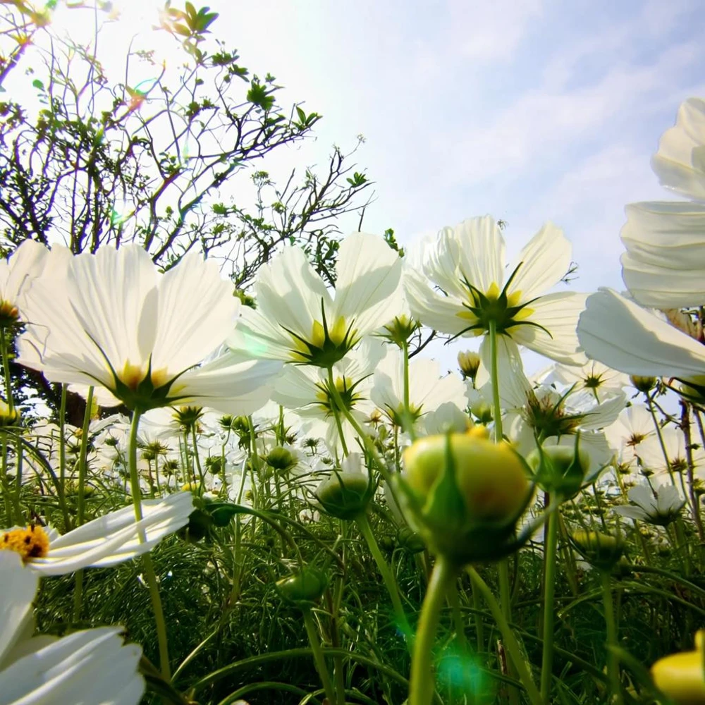 Purity Cosmos Seeds - 50 Seed Pack, Elegant White Blooms, Cut Flower - Image 5