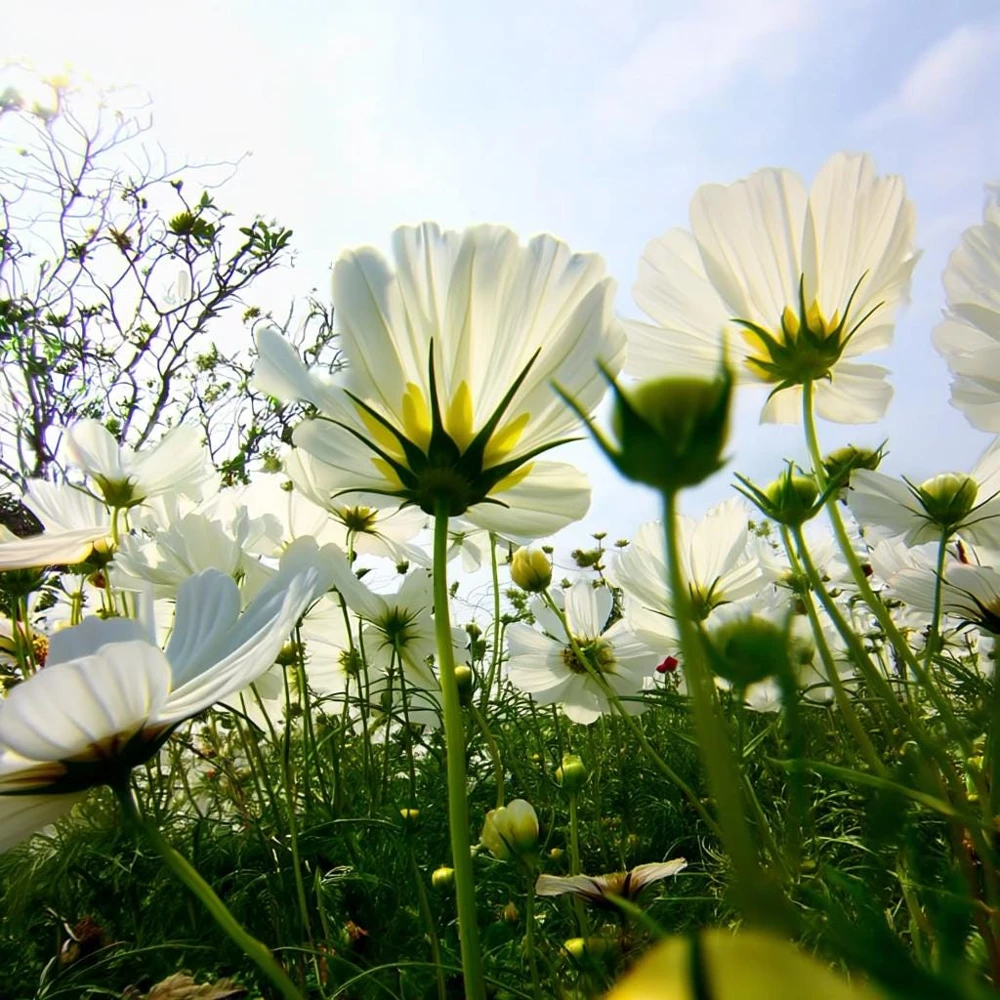 Purity Cosmos Seeds - 50 Seed Pack, Elegant White Blooms, Cut Flower - Image 6