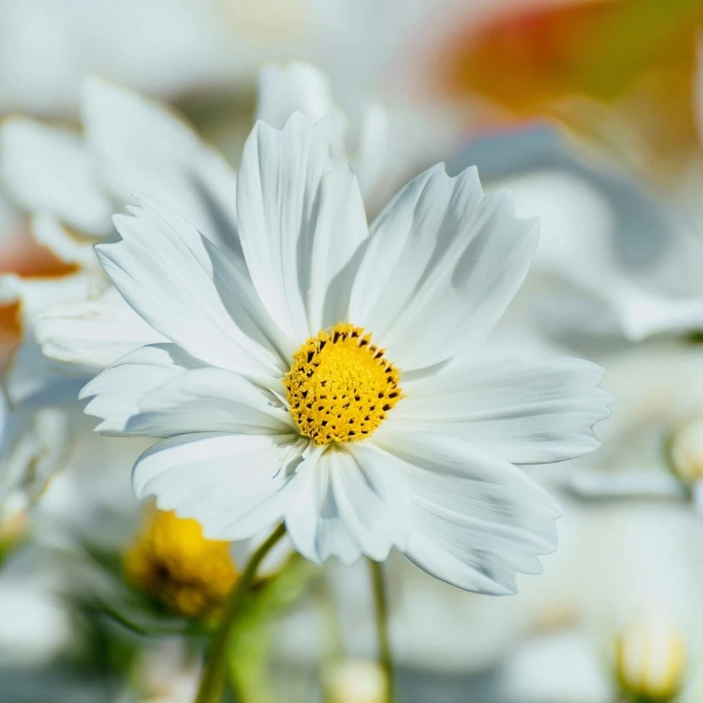Purity Cosmos Seeds - 50 Seed Pack, Elegant White Blooms, Cut Flower - Image 7