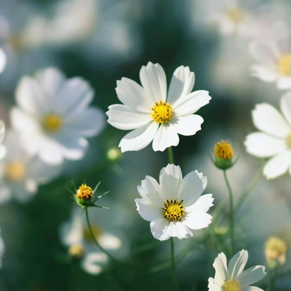 Purity Cosmos Seeds - 50 Seed Pack, Elegant White Blooms, Cut Flower - Image 8
