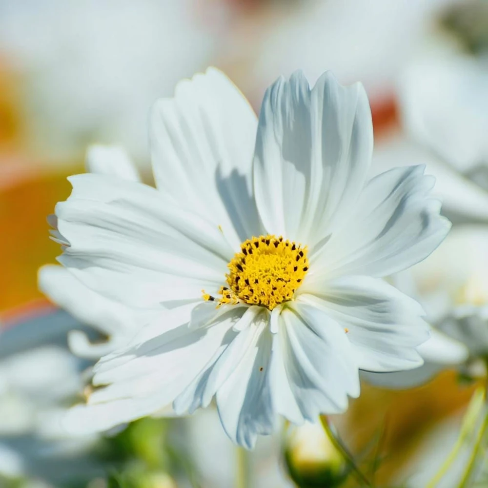 Purity Cosmos Seeds - 50 Seed Pack, Elegant White Blooms, Cut Flower - Image 1