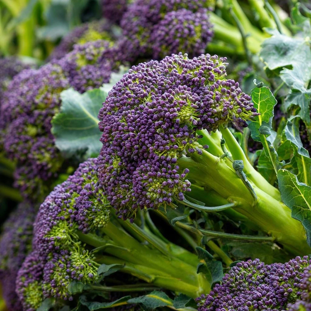 Purple Sprouting Broccoli 150 Seeds – Heirloom Winter Vegetable - Image 2