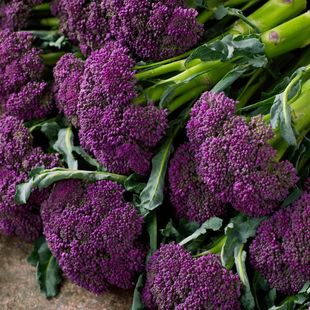 Purple Sprouting Broccoli 150 Seeds – Heirloom Winter Vegetable - Image 3