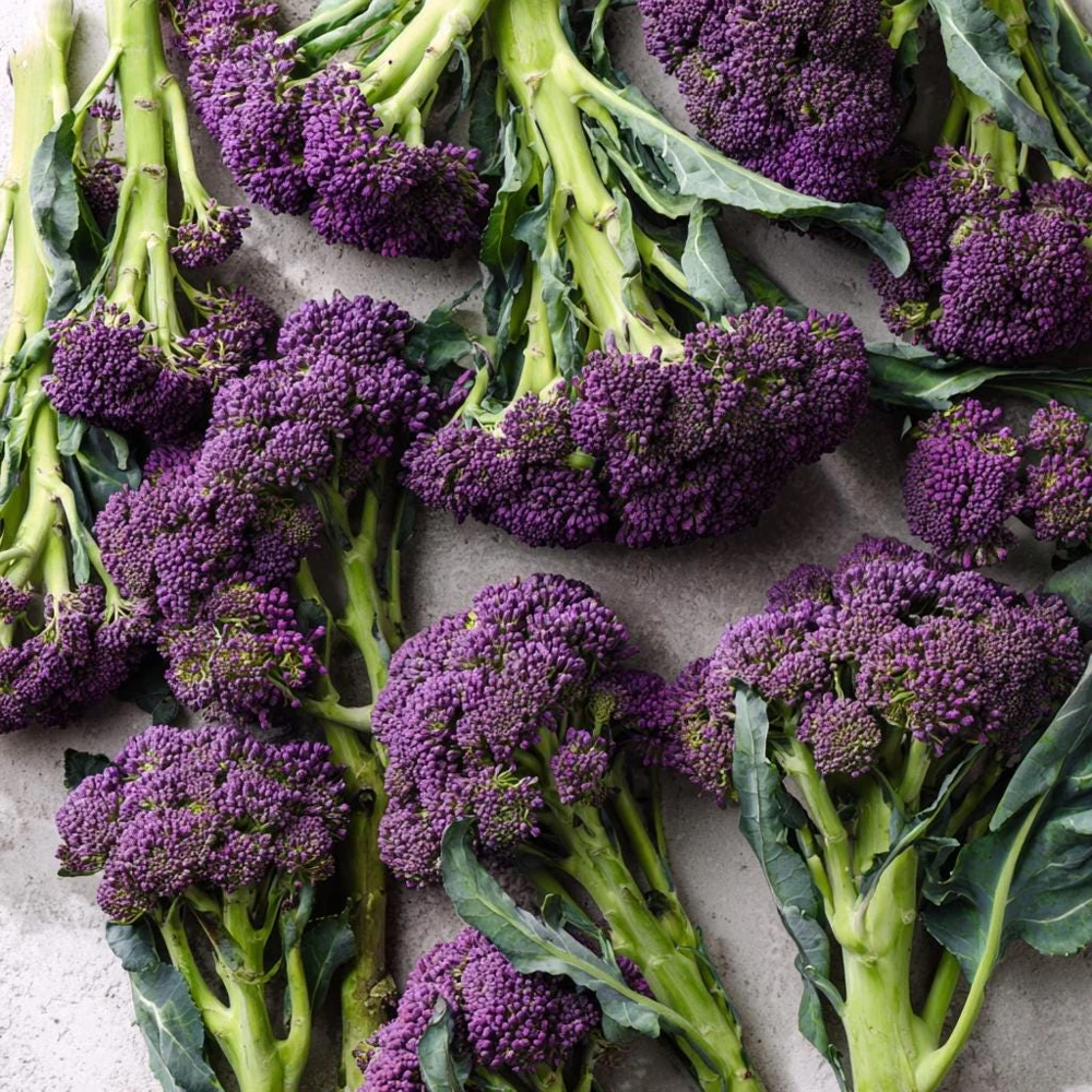 Purple Sprouting Broccoli 150 Seeds – Heirloom Winter Vegetable - Image 4