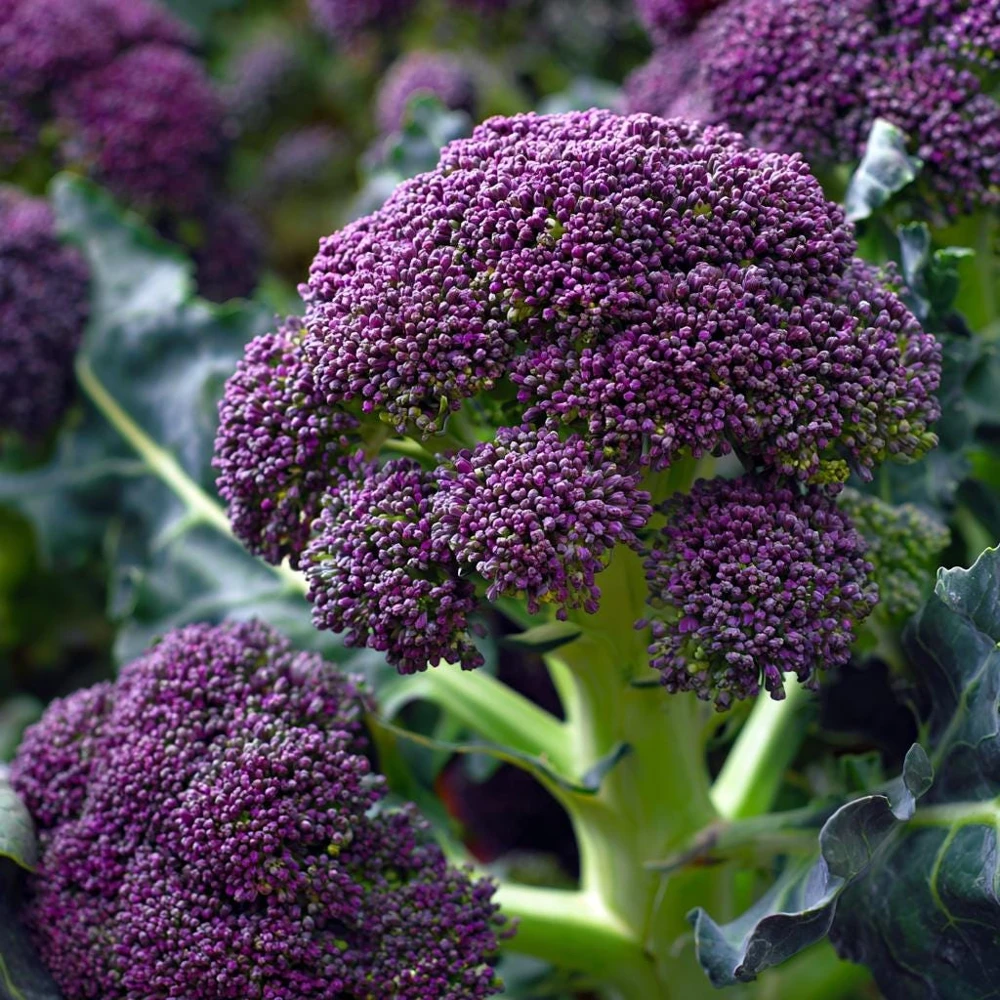 Purple Sprouting Broccoli 150 Seeds – Heirloom Winter Vegetable - Image 1