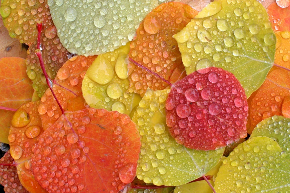 Quaking Aspen Tree Seeds | Populus Tremuloides | 50 Seeds | Cold Hardy - Image 10