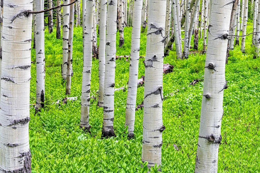 Quaking Aspen Tree Seeds | Populus Tremuloides | 50 Seeds | Cold Hardy - Image 2
