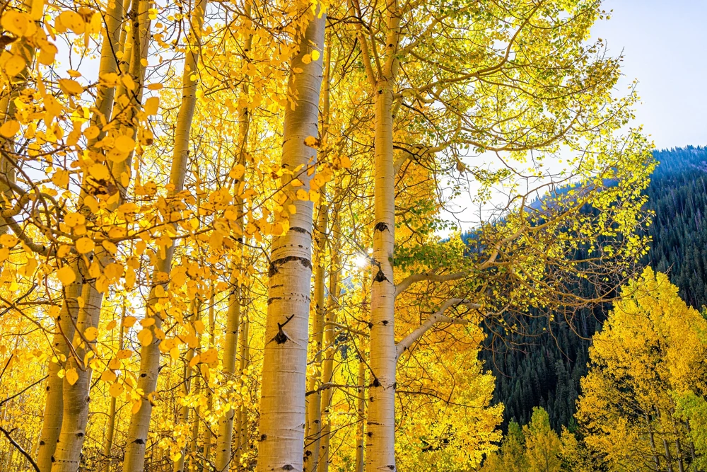 Quaking Aspen Tree Seeds | Populus Tremuloides | 50 Seeds | Cold Hardy - Image 3