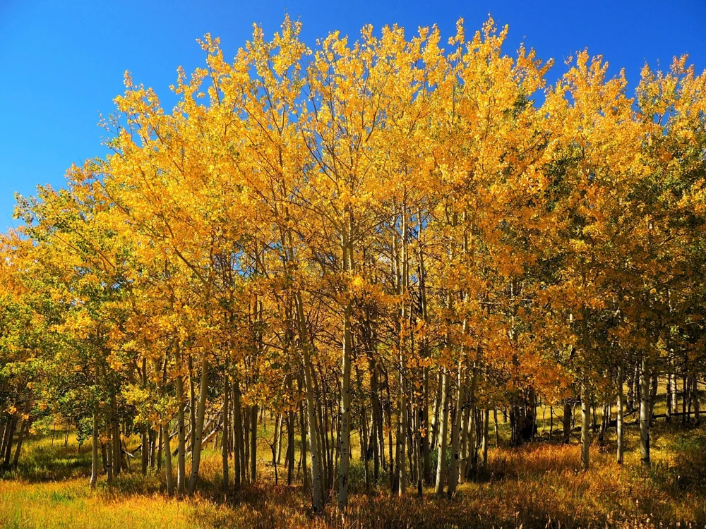 Quaking Aspen Tree Seeds | Populus Tremuloides | 50 Seeds | Cold Hardy - Image 4