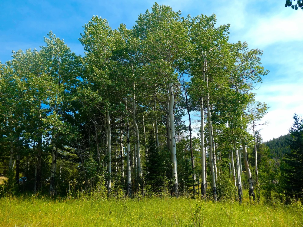 Quaking Aspen Tree Seeds | Populus Tremuloides | 50 Seeds | Cold Hardy - Image 5