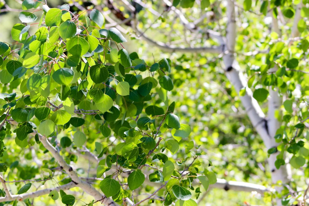 Quaking Aspen Tree Seeds | Populus Tremuloides | 50 Seeds | Cold Hardy - Image 6