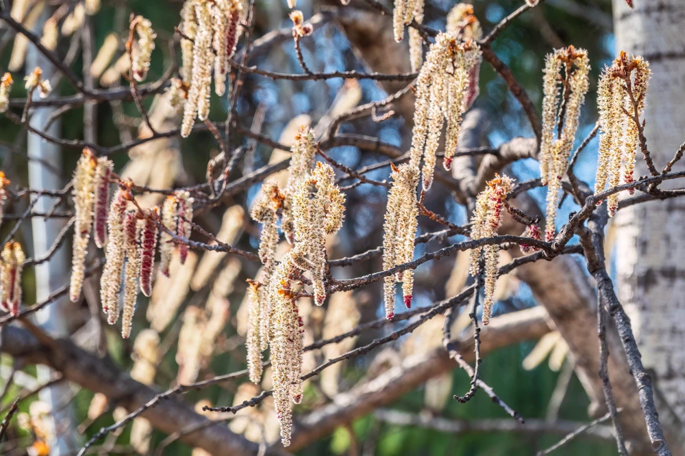 Quaking Aspen Tree Seeds | Populus Tremuloides | 50 Seeds | Cold Hardy - Image 7