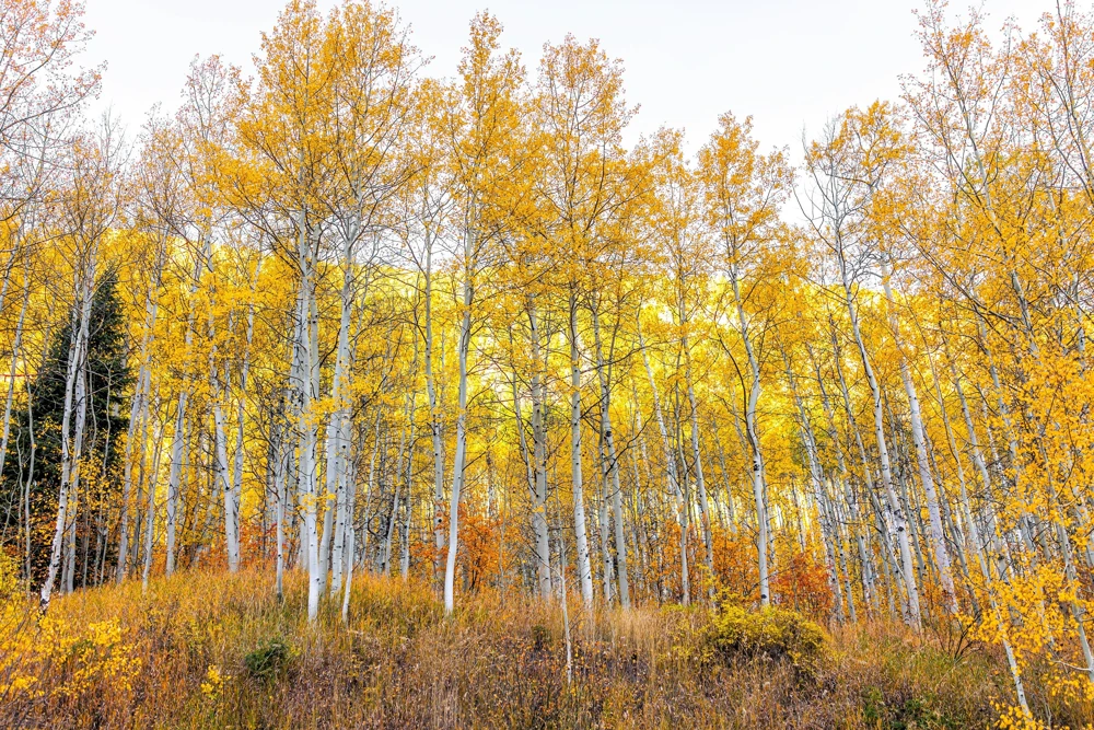 Quaking Aspen Tree Seeds | Populus Tremuloides | 50 Seeds | Cold Hardy - Image 8