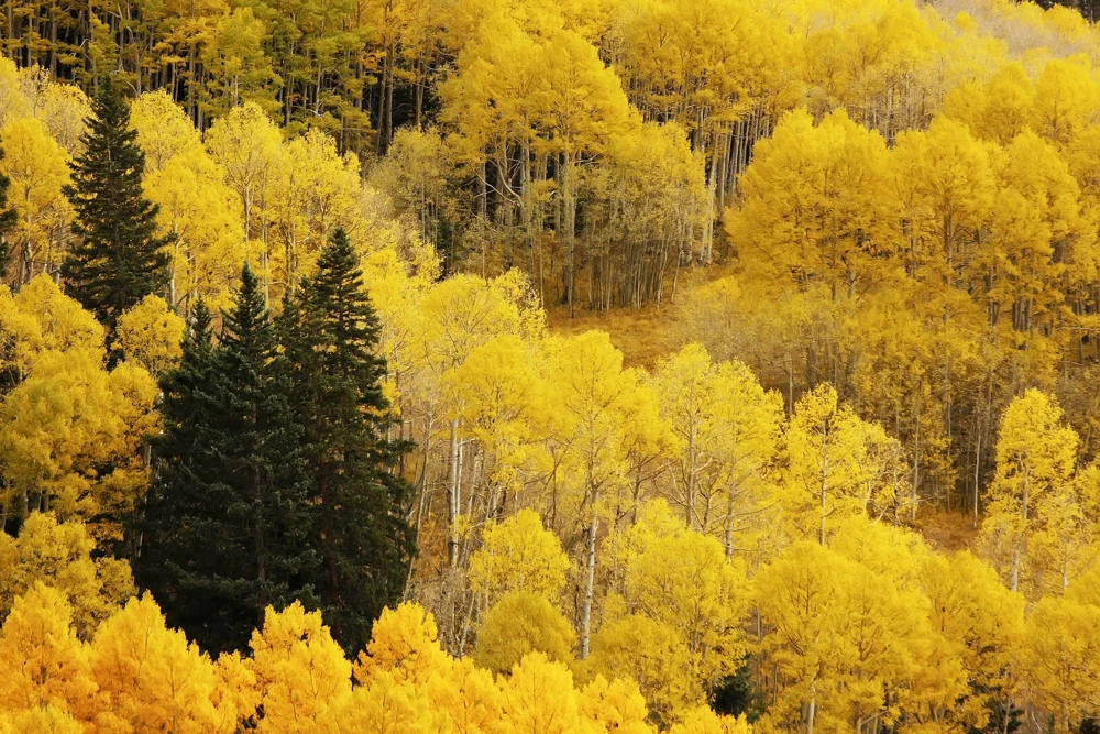 Quaking Aspen Tree Seeds | Populus Tremuloides | 50 Seeds | Cold Hardy - Image 9