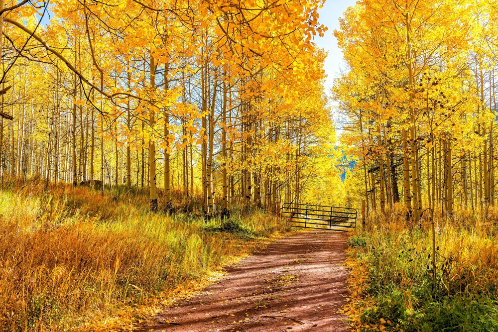 Quaking Aspen Tree Seeds | Populus Tremuloides | 50 Seeds | Cold Hardy - Image 1