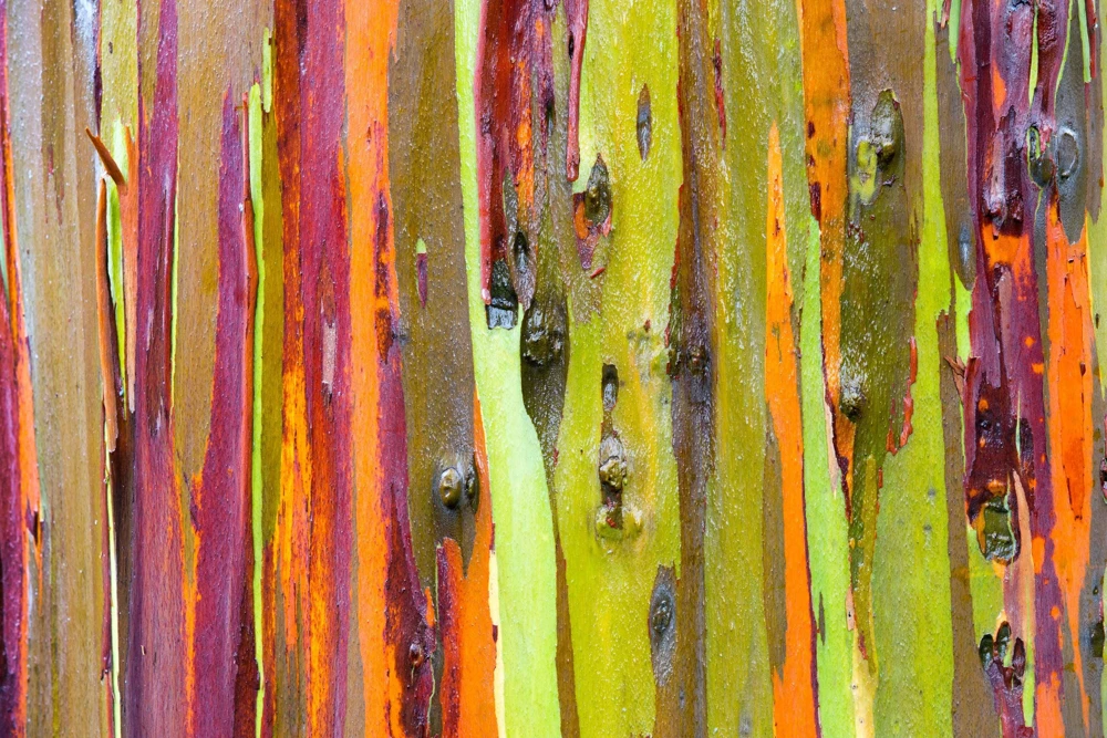 Rainbow Eucalyptus Deglupta Tree Seeds - 50 Count - Multicolor Bark - Image 10