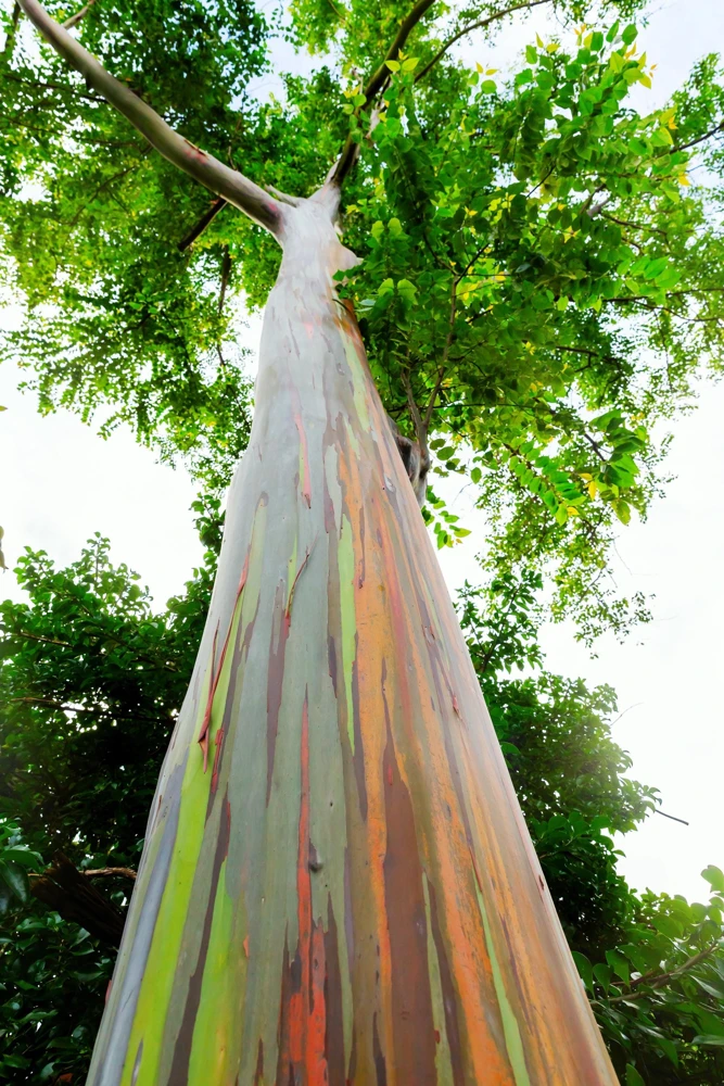 Rainbow Eucalyptus Deglupta Tree Seeds - 50 Count - Multicolor Bark - Image 2
