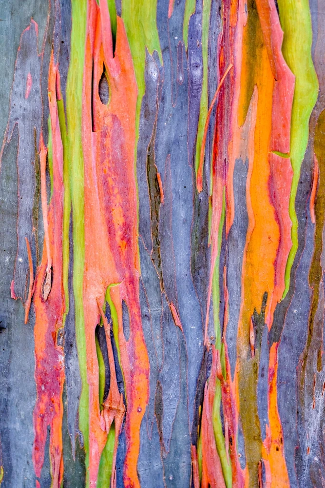 Rainbow Eucalyptus Deglupta Tree Seeds - 50 Count - Multicolor Bark - Image 3