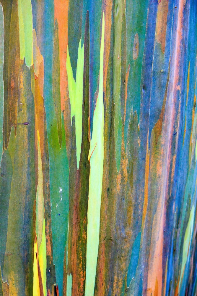 Rainbow Eucalyptus Deglupta Tree Seeds - 50 Count - Multicolor Bark - Image 4
