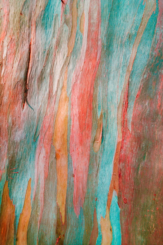 Rainbow Eucalyptus Deglupta Tree Seeds - 50 Count - Multicolor Bark - Image 5