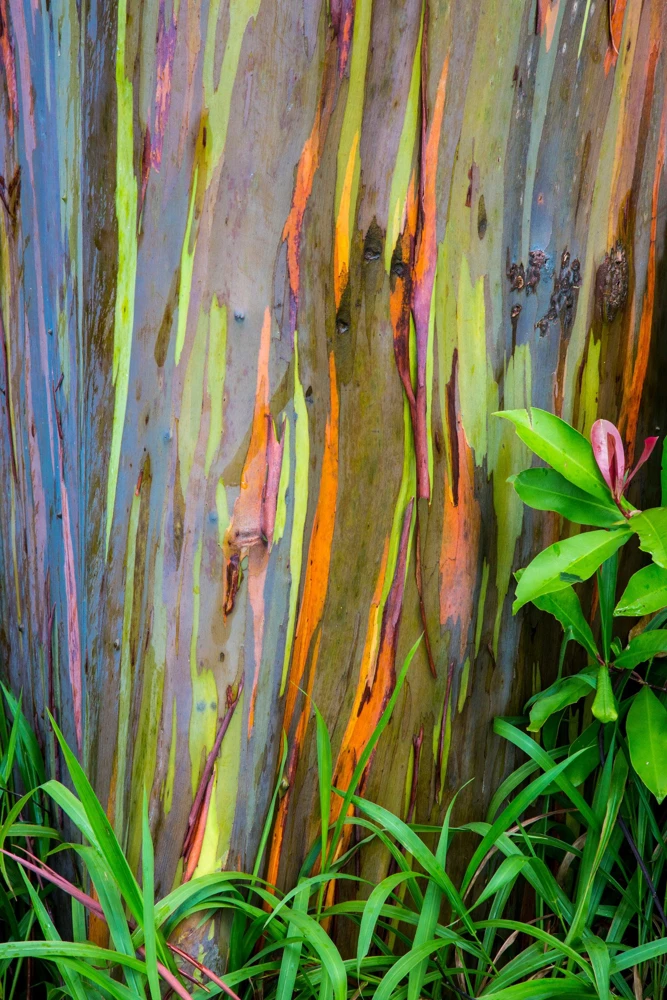 Rainbow Eucalyptus Deglupta Tree Seeds - 50 Count - Multicolor Bark - Image 6