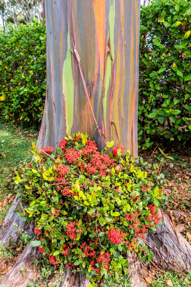 Rainbow Eucalyptus Deglupta Tree Seeds - 50 Count - Multicolor Bark - Image 7