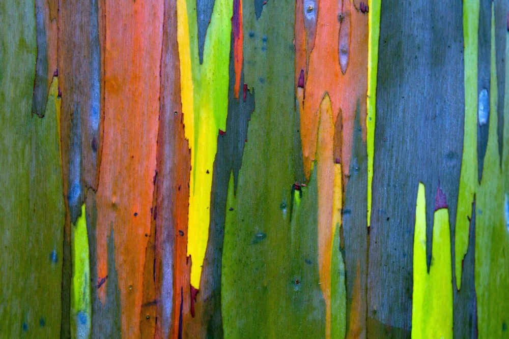 Rainbow Eucalyptus Deglupta Tree Seeds - 50 Count - Multicolor Bark - Image 8