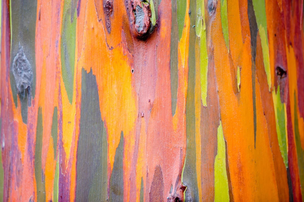 Rainbow Eucalyptus Deglupta Tree Seeds - 50 Count - Multicolor Bark - Image 9