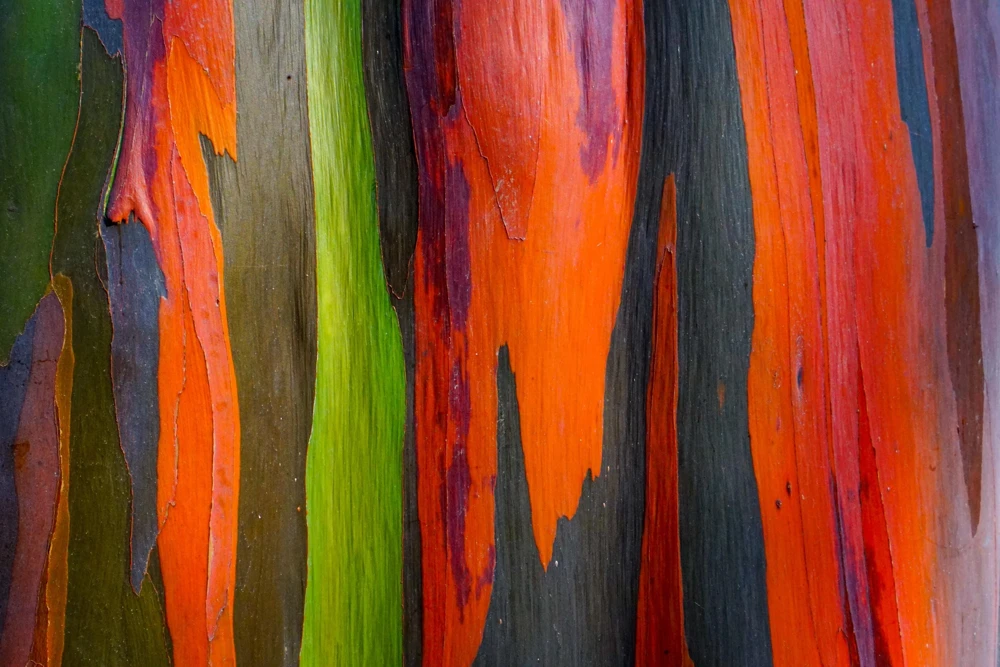 Rainbow Eucalyptus Deglupta Tree Seeds - 50 Count - Multicolor Bark - Image 1