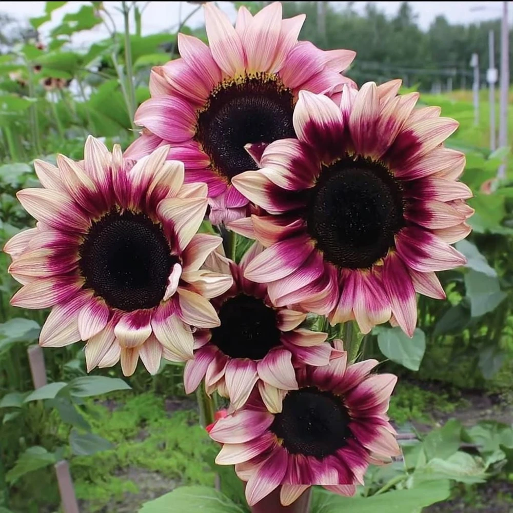 Rare Plum Purple Sunflower Seeds - 25 Helianthus annuus Seeds, Cut Flowers - Image 1