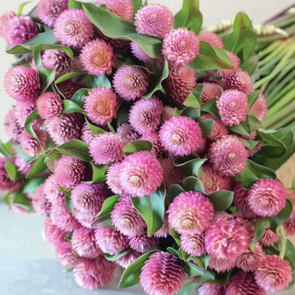 Raspberry Cream Gomphrena Seeds - 25 Seeds for Long-Lasting Blooms - Image 2