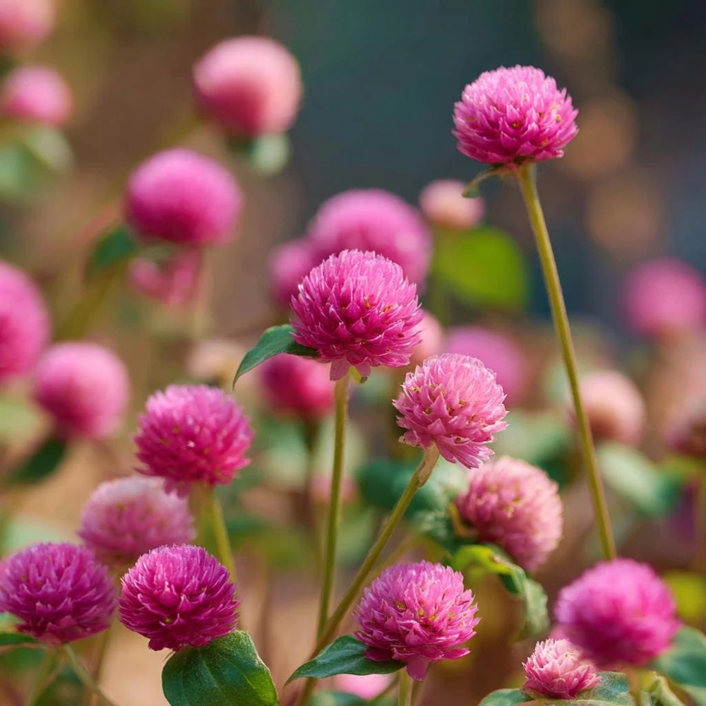 Raspberry Cream Gomphrena Seeds - 25 Seeds for Long-Lasting Blooms - Image 3
