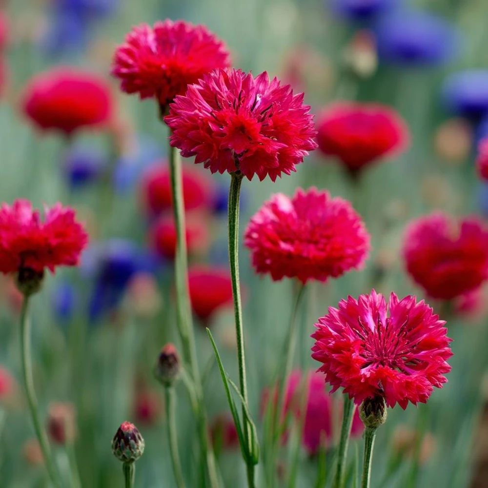 Red Bachelor Button Cornflower Seeds - 100 Count - Heirloom Annual Flower - Image 4