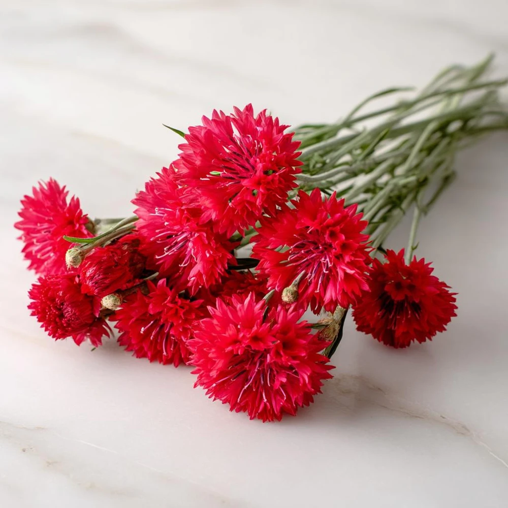 Red Bachelor Button Cornflower Seeds - 100 Count - Heirloom Annual Flower - Image 7