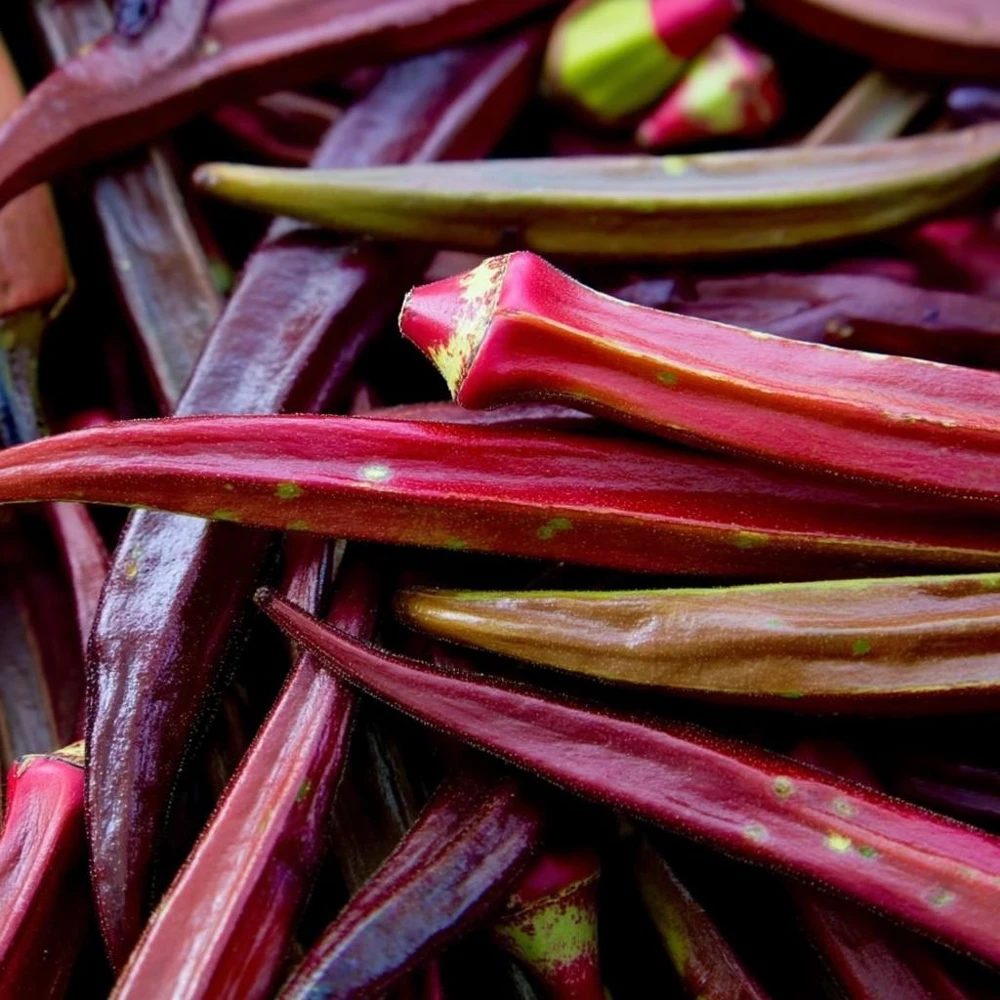 Red Burgundy Okra Seeds - 50 Heirloom Edible & Ornamental Vegetable Garden Seeds - Image 1