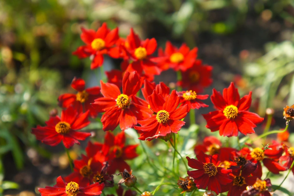 Red Dwarf Plains Coreopsis Flower Seeds - 500 Seeds - Attracts Pollinators - Image 1