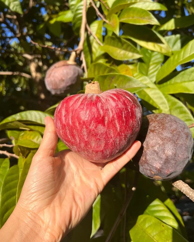 Red Heart Custard Apple Tree (Annona squamosa) - Live Fruit Tree - Image 2