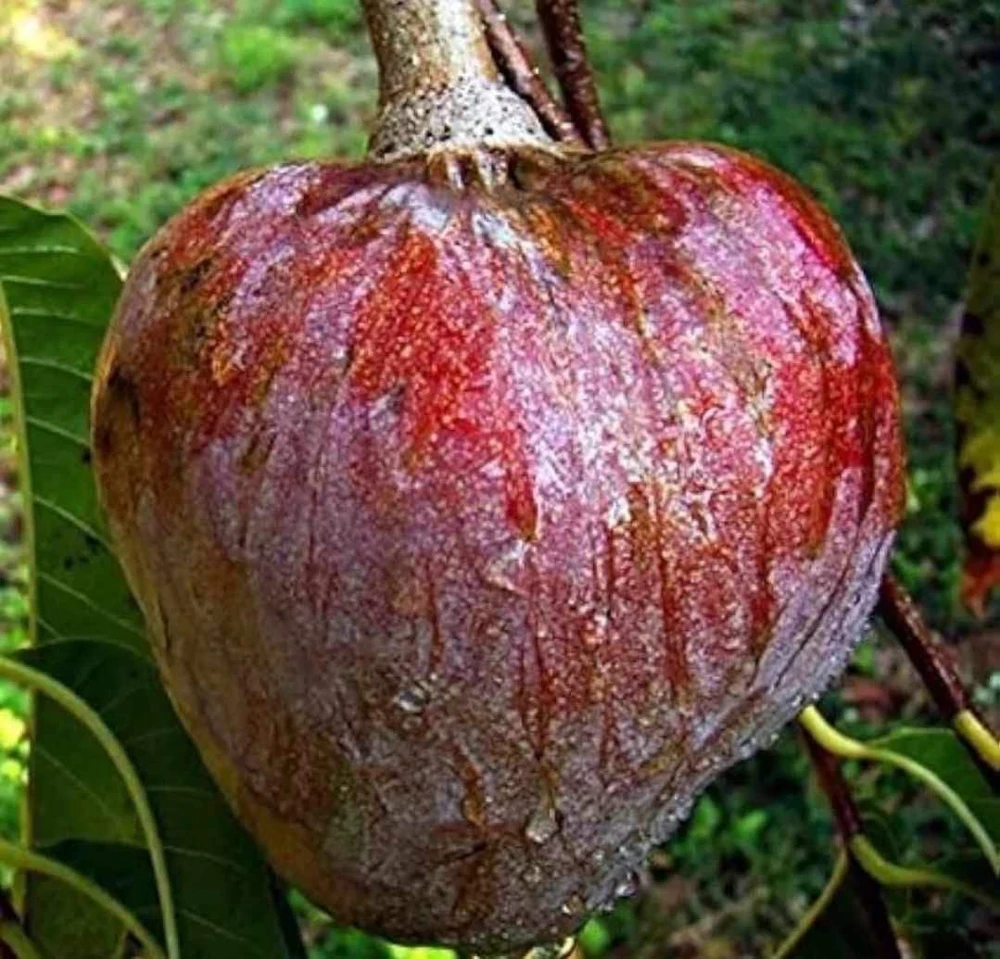 Red Heart Custard Apple Tree (Annona squamosa) - Live Fruit Tree - Image 3