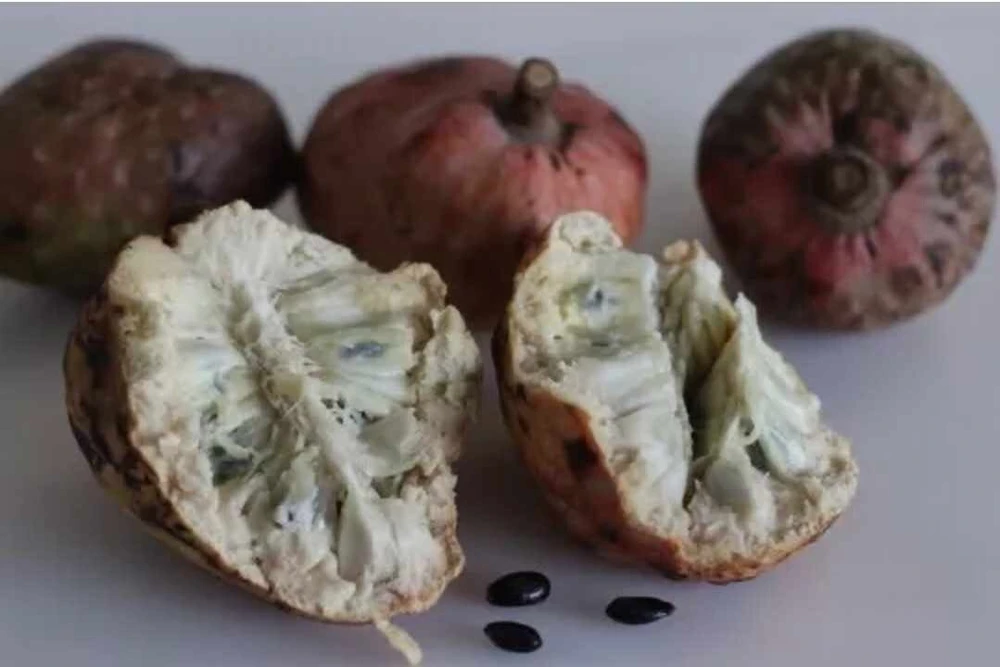 Red Heart Custard Apple Tree (Annona squamosa) - Live Fruit Tree - Image 4