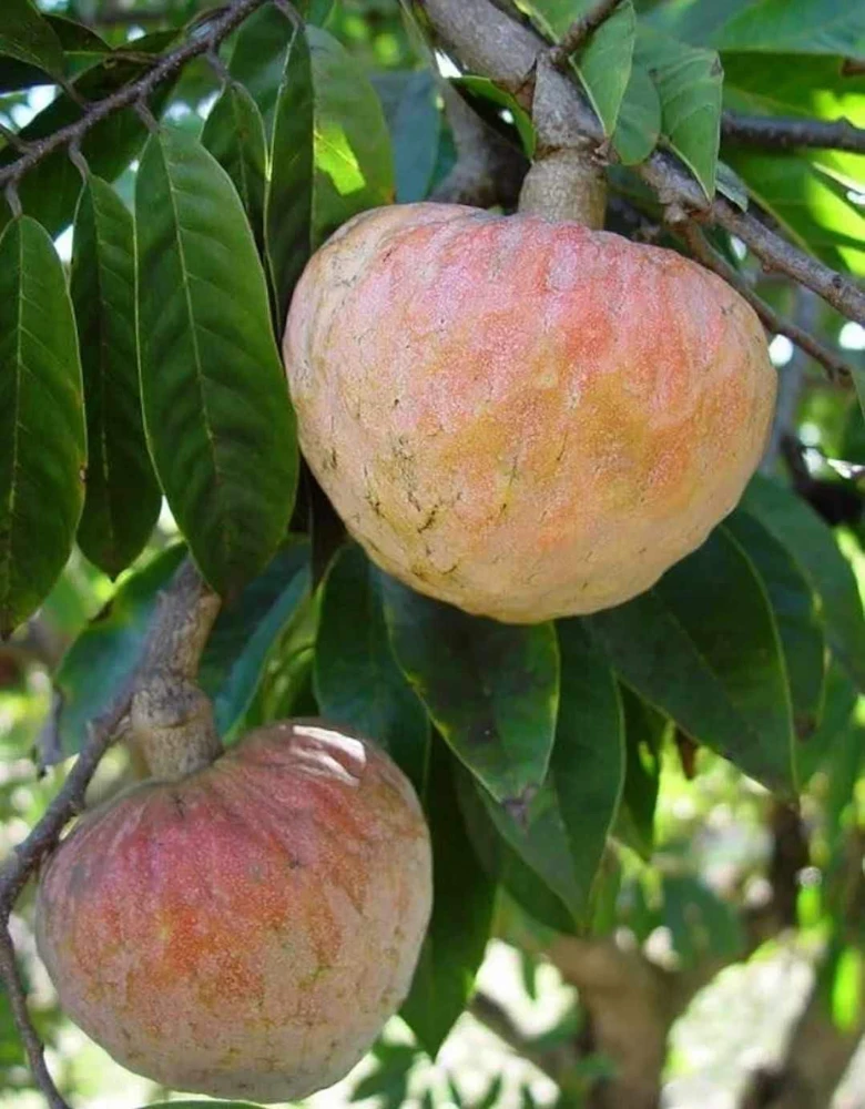 Red Heart Custard Apple Tree (Annona squamosa) - Live Fruit Tree - Image 5