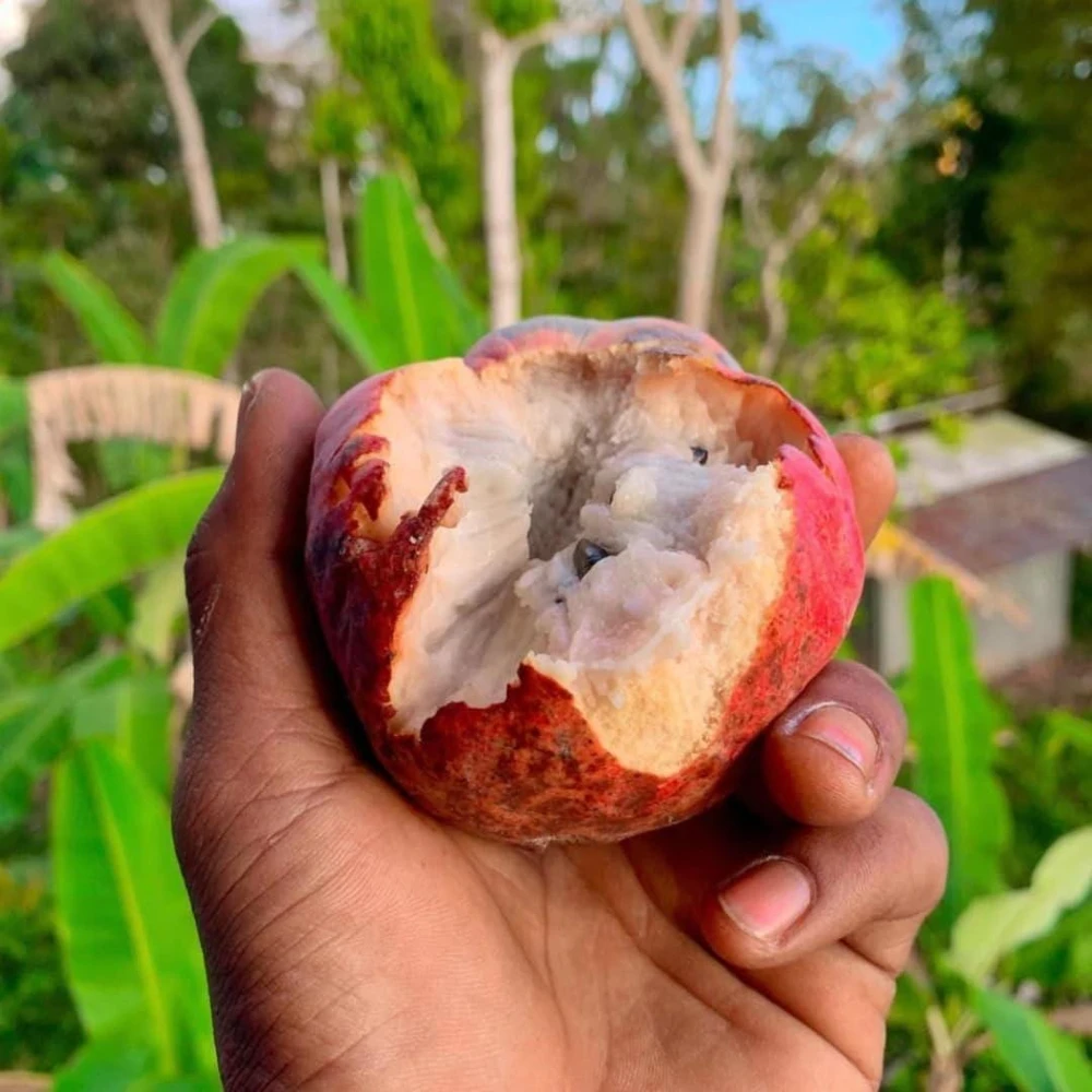 Red Heart Custard Apple Tree (Annona squamosa) - Live Fruit Tree - Image 6