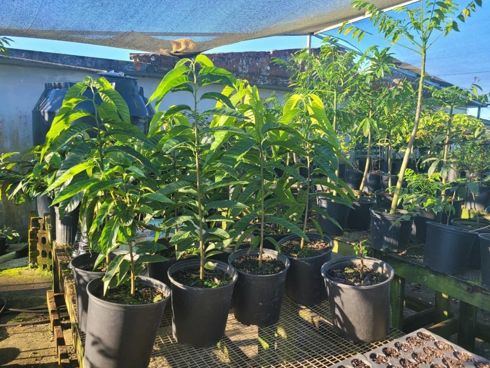 Red Heart Custard Apple Tree (Annona squamosa) - Live Fruit Tree - Image 1