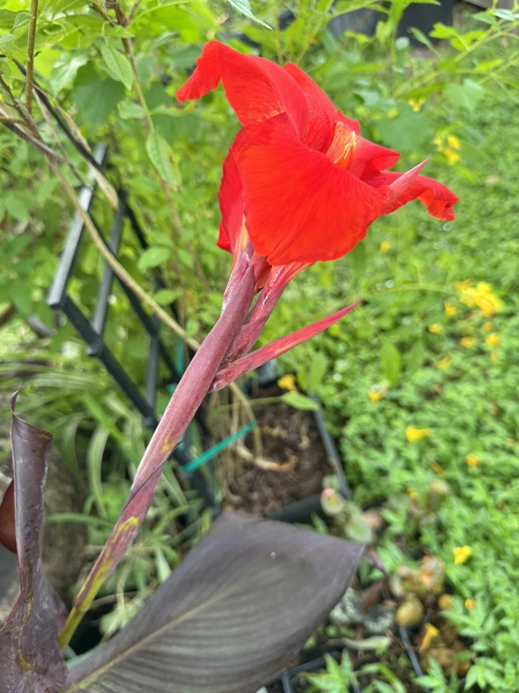 Red King Humbert Canna Lily Rhizome - Tall Green Leaf Plant - Image 2