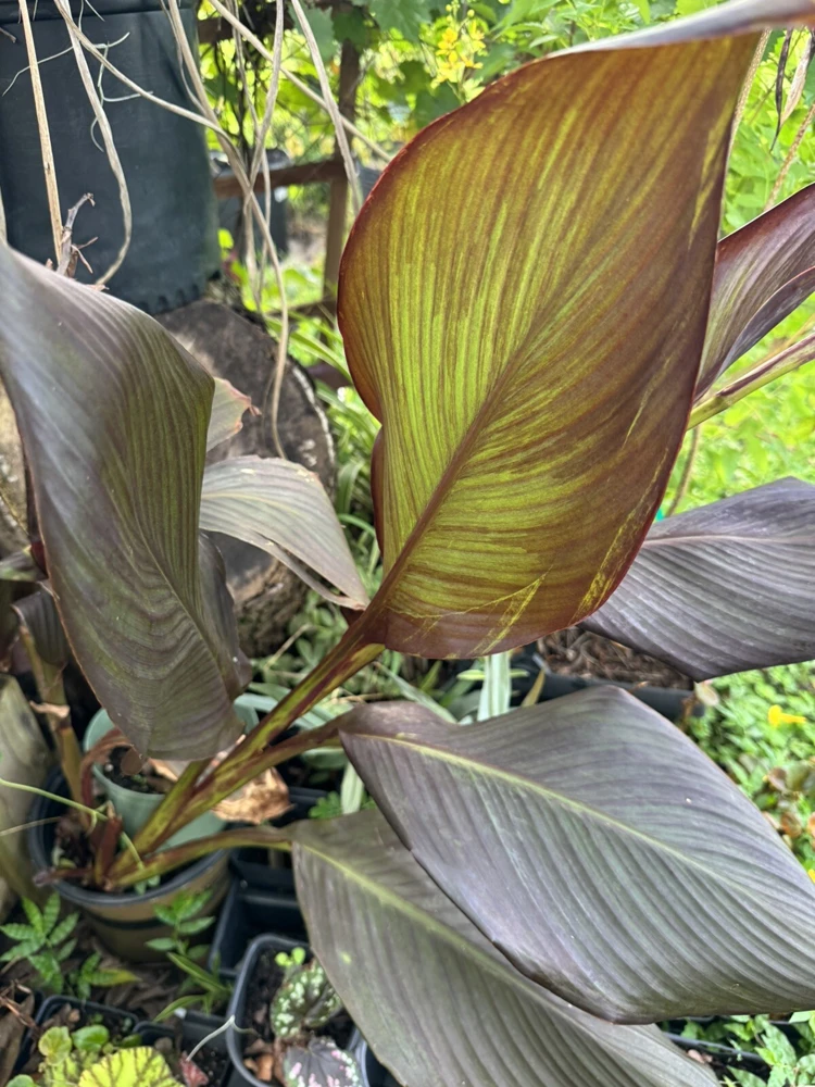 Red King Humbert Canna Lily Rhizome - Tall Green Leaf Plant - Image 3