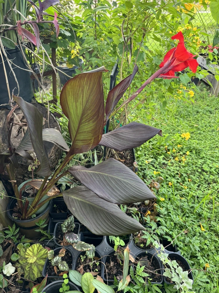 Red King Humbert Canna Lily Rhizome - Tall Green Leaf Plant - Image 4