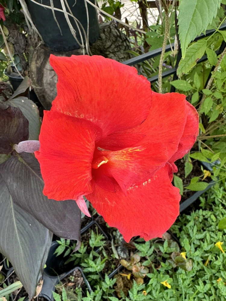 Red King Humbert Canna Lily Rhizome - Tall Green Leaf Plant - Image 1