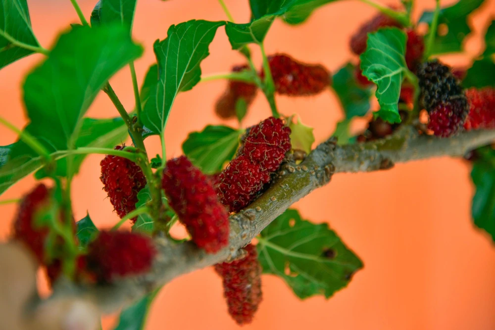 Red Mulberry Tree Seeds - Morus Rubra Fruit Bush Seeds, 15 Pack - Image 10