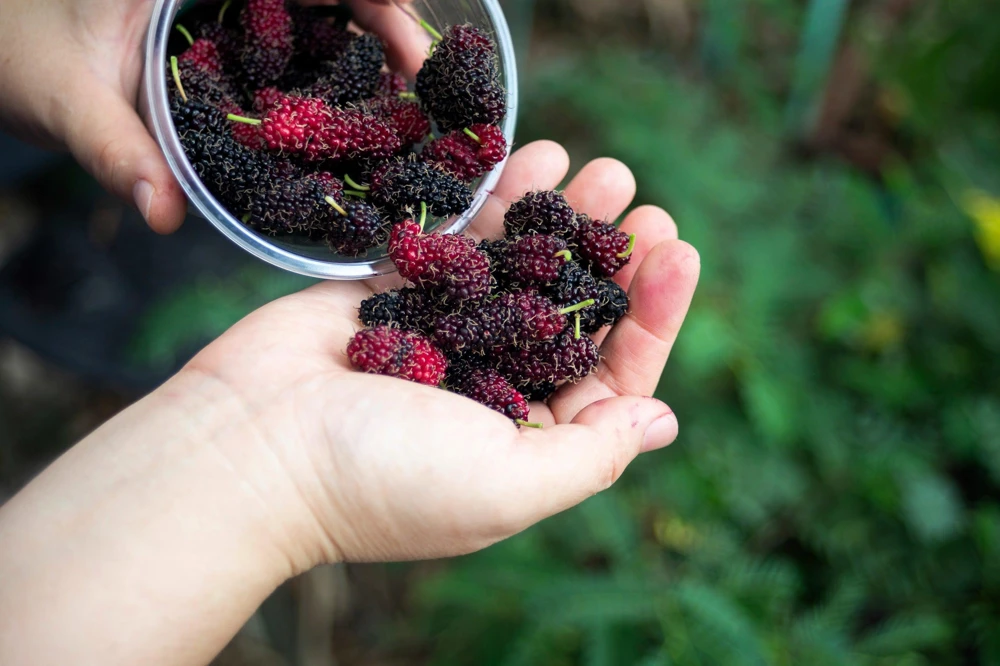 Red Mulberry Tree Seeds - Morus Rubra Fruit Bush Seeds, 15 Pack - Image 12