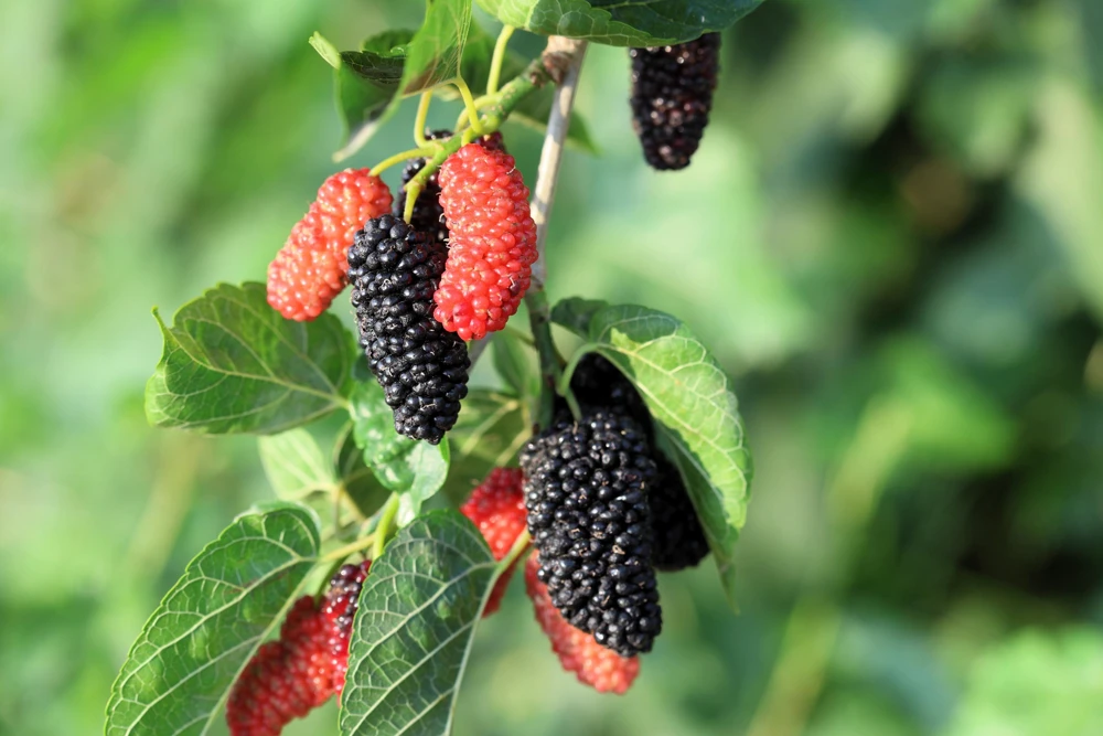 Red Mulberry Tree Seeds - Morus Rubra Fruit Bush Seeds, 15 Pack - Image 2